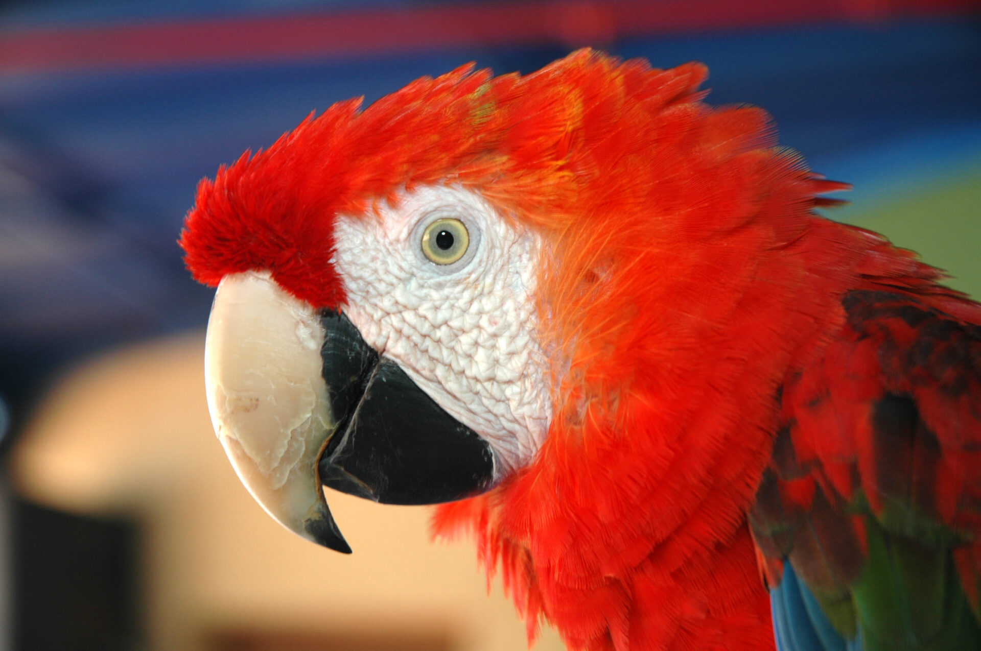 Evidence that People Bred Macaws at Mimbres Site - Archaeology Southwest