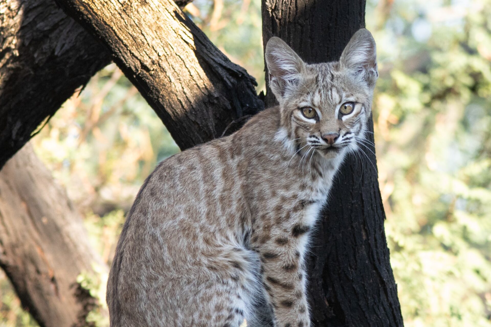 A young bobcat is looking directly at the viewer. The bobcat seems to be sitting in or in front of a sturdy tree. Its body is in profile with its back to the left. It has striking markings on its face and leg.