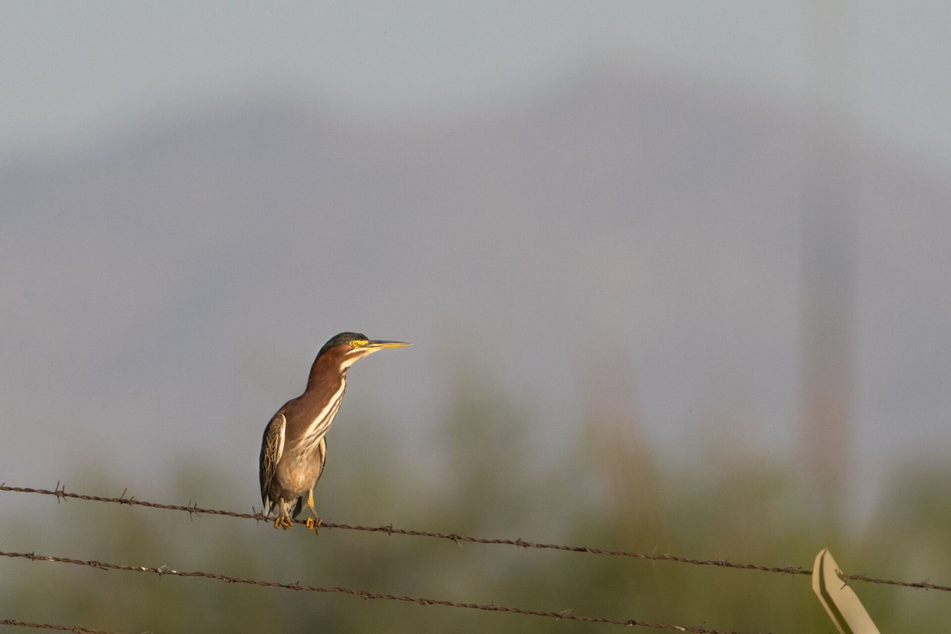 A bird sits on a topmost barbed wire. Two other wires are visible beneath the bird. The bird is facing to the viewer's right.