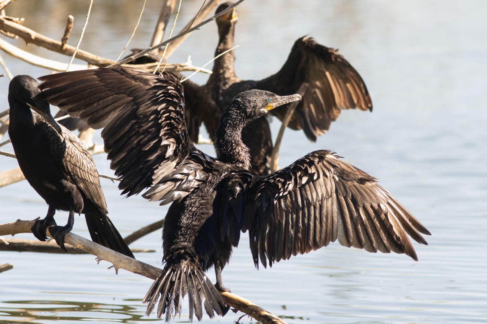 Three birds sit on branches above water. The bird in the foreground is facing to the viewer's right with his back to the viewer and wings outstretched. In the background, another bird is in a similar position. The third bird at left has its body turned to the left and is facing down toward the first bird.