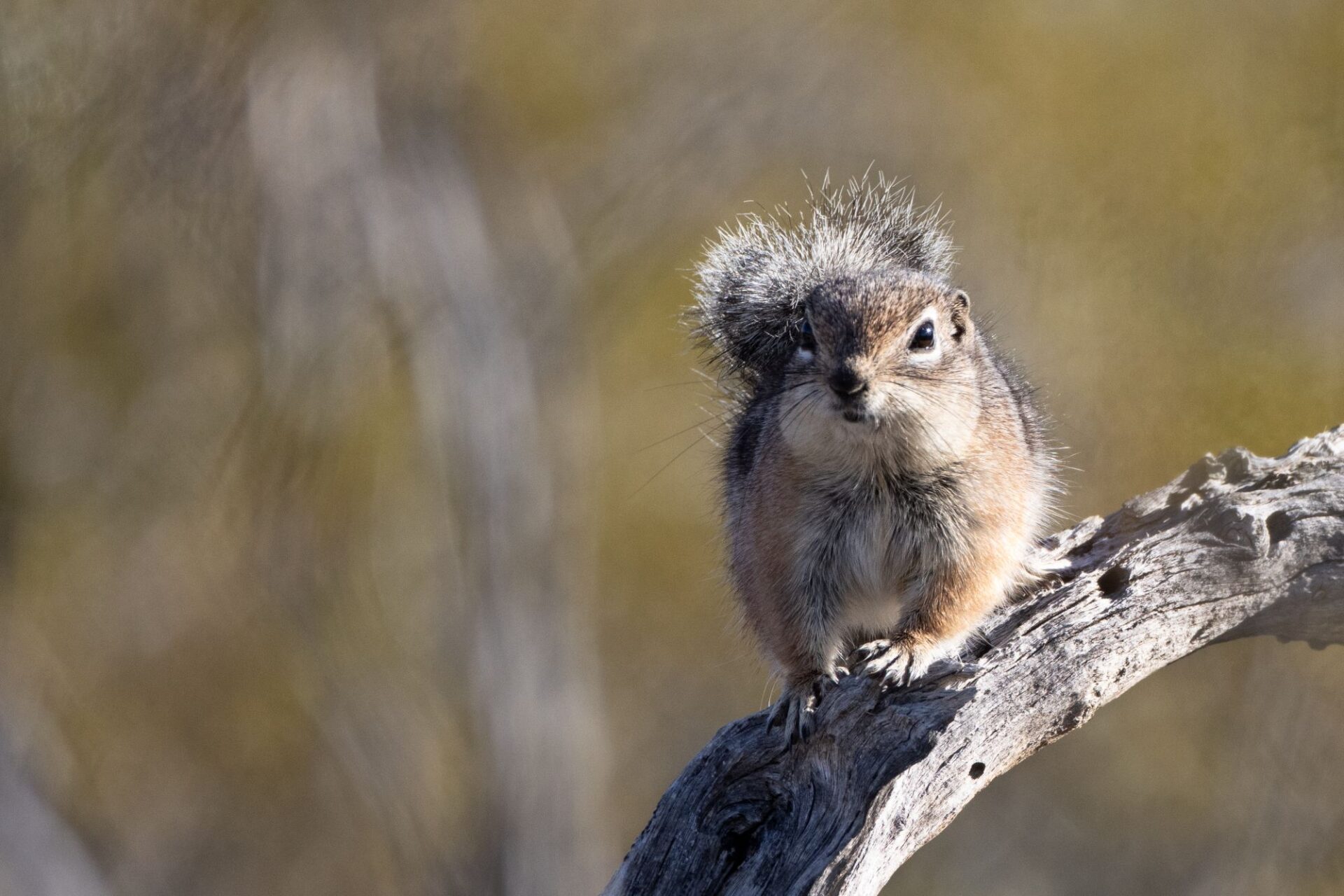 A squirrel faces the viewer. The squirrel is crouched on a branch.