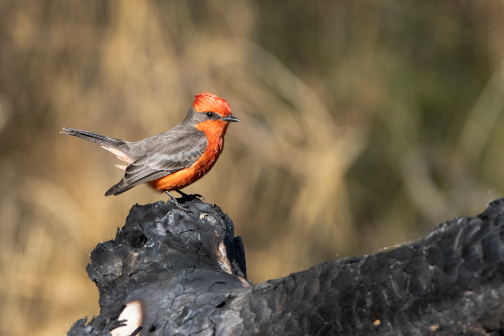 A wild bird with a bright red head and chest and brown back and wing sits on a burned tree limb.